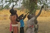 Les Sud-Soudanais cueillent des plantes sauvages comestibles. (csi)