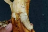 Des bananes contenant des agrafes ont entraîné de dangereuses blessures internes. (zvg)