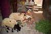 Grâce à un soutien financier, Madiha (Haute-Égypte) peut exploiter un élevage de moutons. (csi)