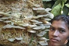 La culture de champignons est en pleine expansion au Kandhamal. (csi)