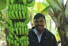 C’est dans cette grande plantation que poussent les plus belles bananes de la région ! (csi)