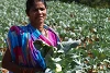 Grâce au soutien à l’agriculture, de nombreux chrétiens peuvent aujourd’hui être autonomes au Kandhamal. (csi)