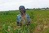 Hannatu montre avec fierté le champ qu’elle cultive. (csi)