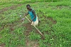 Pour cultiver le sorgho, CSI offre aux Sud-Soudanais l’équipement nécessaire. (csi)
