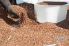 Le sorgho est utilisé pour être directement consommé et comme semence. (csi)